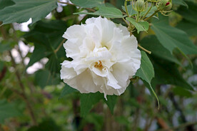 木芙蓉