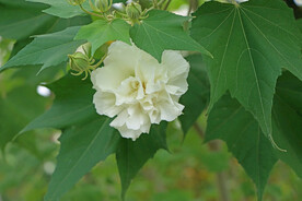 木芙蓉