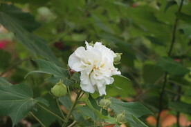 木芙蓉