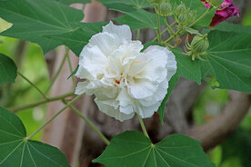 木芙蓉