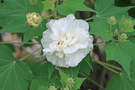 木芙蓉