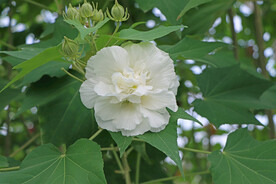 木芙蓉