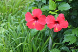 扶桑花