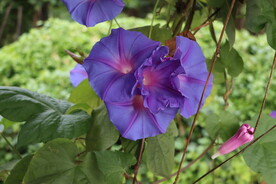 牵牛花