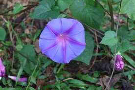 牵牛花