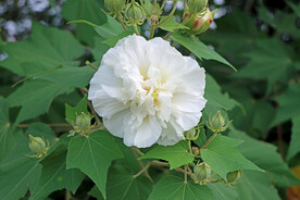 木芙蓉