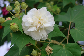木芙蓉