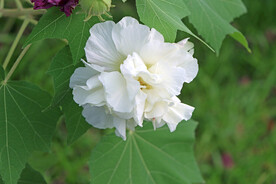 木芙蓉