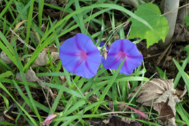 牵牛花