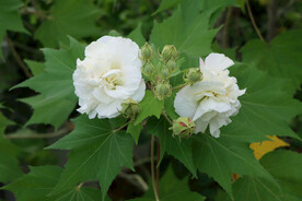 木芙蓉