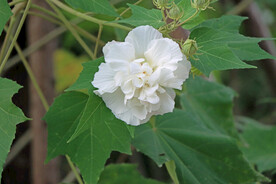木芙蓉