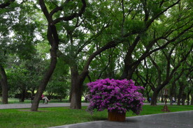公园风景 