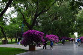 公园风景