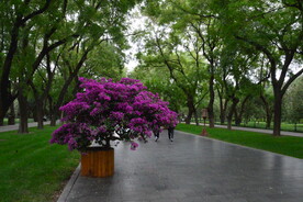 公园风景 