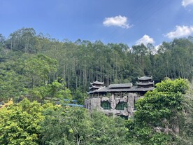 树木树叶
