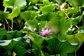 荷花