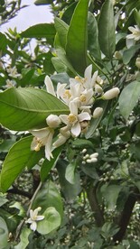 桔子  蜜橘