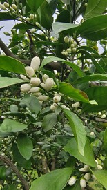 桔子 橘花
