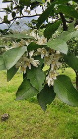 橘子花开