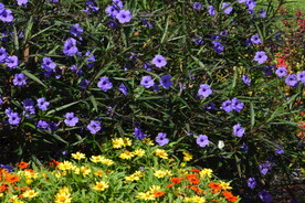 蓝花草 