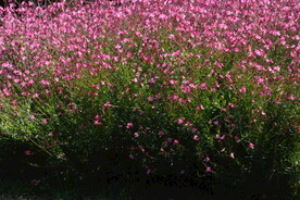 山桃草