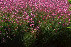 山桃草