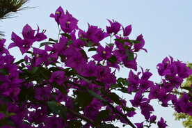 三角梅 