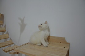 宠物猫咪