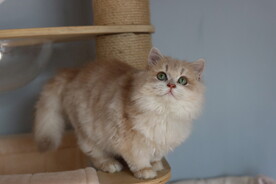 宠物猫咪
