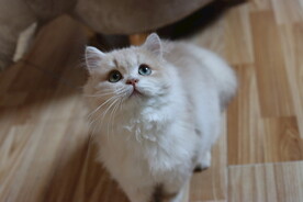 宠物猫咪