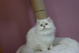 宠物猫咪