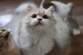 宠物猫咪