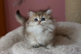 宠物猫咪