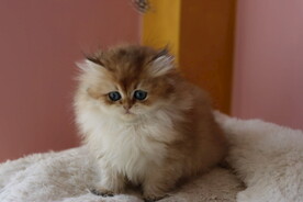 宠物猫咪