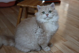 宠物猫咪