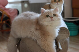 宠物猫咪