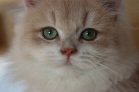 宠物猫咪