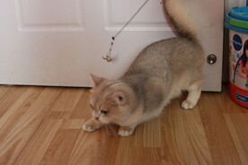 宠物猫咪