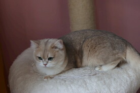 宠物猫咪