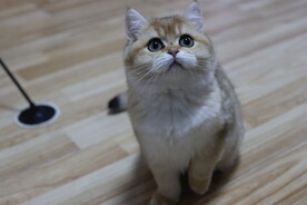 宠物猫咪