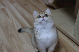 宠物猫咪