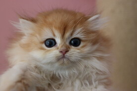 宠物猫咪