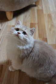 宠物猫咪