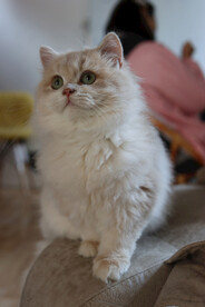 · 猫猫