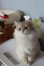 宠物猫摄影