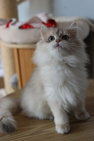 宠物猫咪