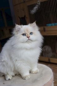 宠物猫摄影