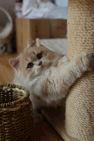 宠物猫咪
