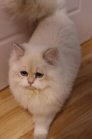 宠物猫咪