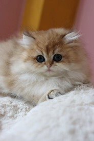 宠物猫咪